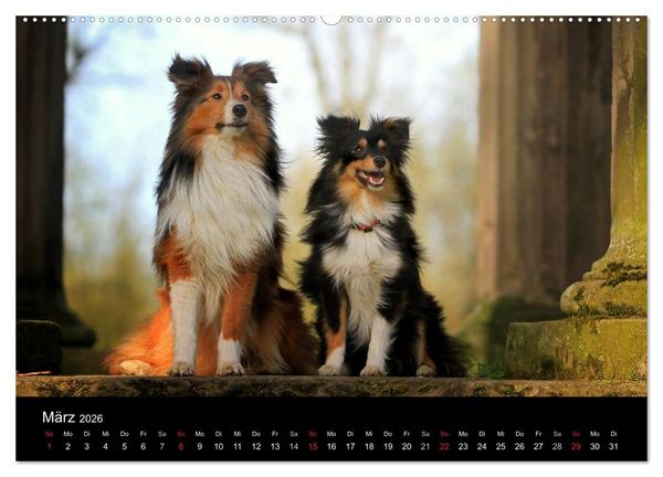 Produktbild: Shelties 2026 (Wandkalender 2026 DIN A2 quer), CALVENDO Monatskalender