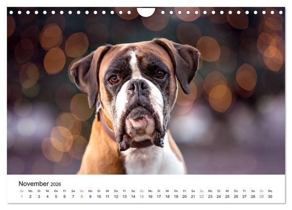 Produktbild: Deutscher Boxer (Wandkalender 2026 DIN A4 quer), CALVENDO Monatskalender