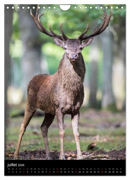 Produktbild: LE CERF EN FRANCE (Calendrier mural 2026 DIN A4 horizontal), CALVENDO calendrier mensuel
