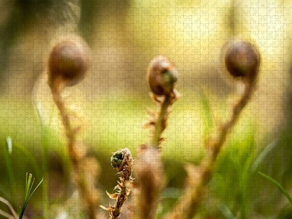 Produktbild: CALVENDO Puzzle Wurmfarn (Dryopteris filix-mas) | 1000 Teile Lege-Gr&ouml;&szlig;e 64x48cm Foto-Puzzle f&uuml;r gl&uuml;ckliche Stunden