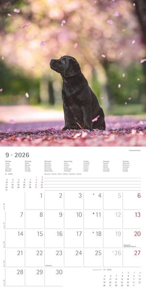 Produktbild: Labrador Retriever 2026 - Broschürenkalender 30x30 cm (30x60 geöffnet) - Kalende