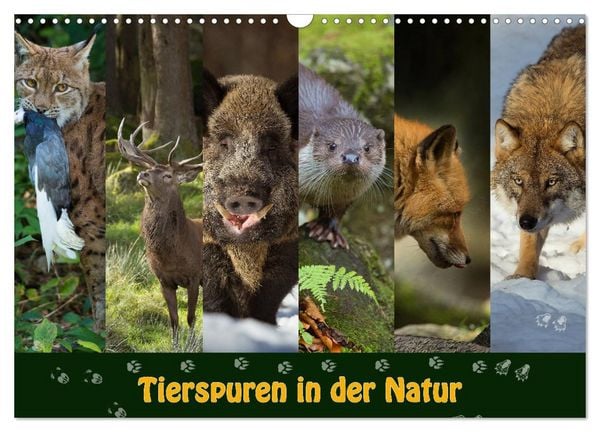 Produktbild: Tierspuren in der Natur (Wandkalender 2026 DIN A3 quer), CALVENDO Monatskalender