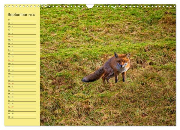 Produktbild: Wir sind die Stars im Wald (Wandkalender 2026 DIN A3 quer), CALVENDO Monatskalender