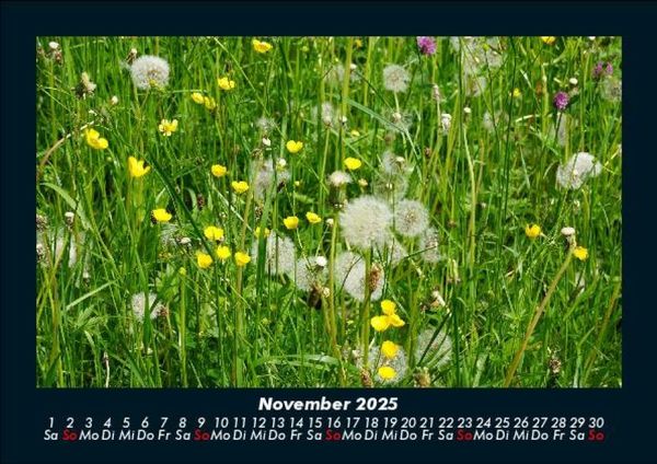 Produktbild: Blumenkalender 2025 Fotokalender DIN A5
