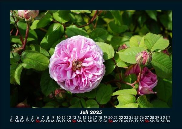 Produktbild: Blumenzauber 2025 Fotokalender DIN A5