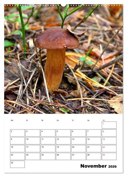 Produktbild: Heimische Waldpilze (Wandkalender 2026 DIN A2 hoch), CALVENDO Monatskalender