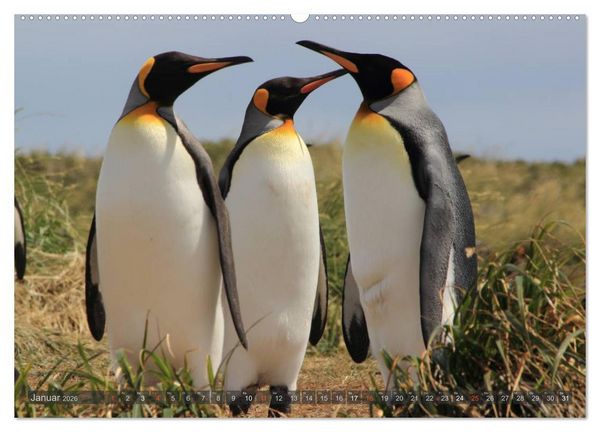 Produktbild: Pinguine in Patagonien (Wandkalender 2026 DIN A2 quer), CALVENDO Monatskalender