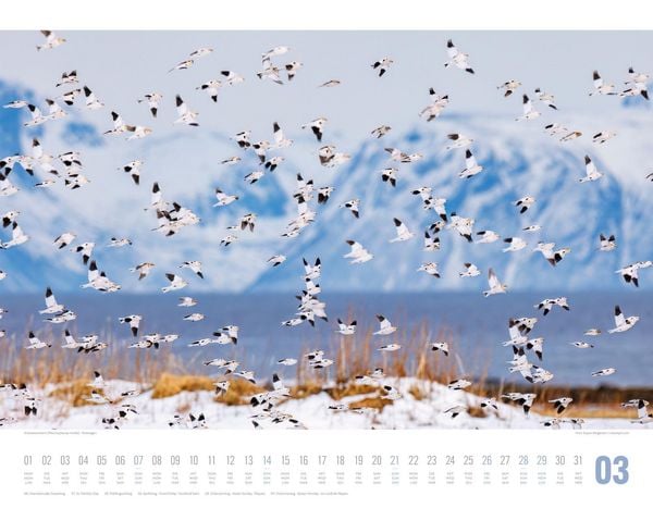 Produktbild: Tierwelt Skandinavien Kalender 2027