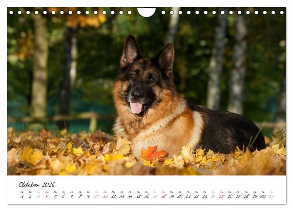 Produktbild: Sch&auml;ferhunde Seelenhunde (Wandkalender 2026 DIN A4 quer), CALVENDO Monatskalender
