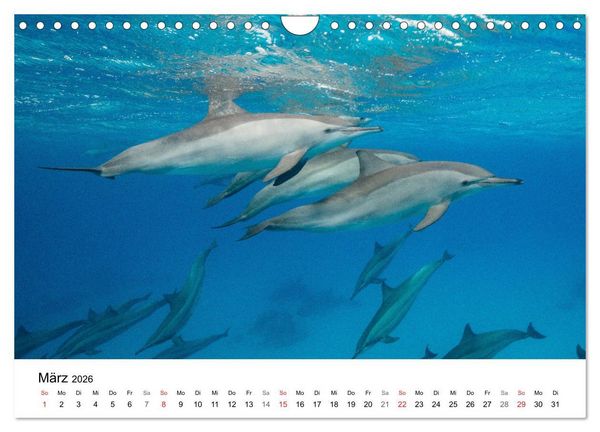 Produktbild: Highlights aus dem Meer - Tauchkalender (Wandkalender 2026 DIN A4 quer), CALVENDO Monatskalender
