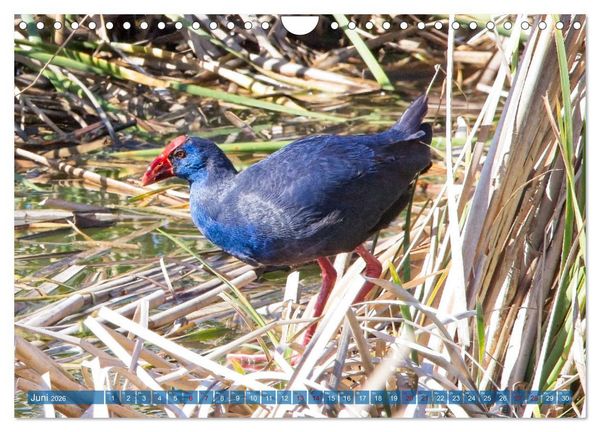 Produktbild: V&ouml;gel der Algarve (Wandkalender 2026 DIN A4 quer), CALVENDO Monatskalender