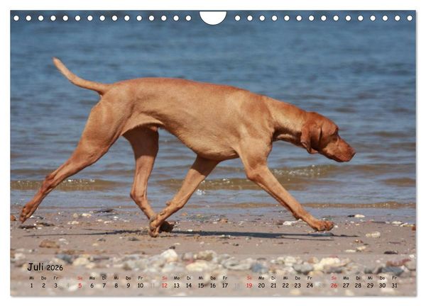 Produktbild: Magyar Vizsla - pure Lebensfreude (Wandkalender 2026 DIN A4 quer), CALVENDO Monatskalender