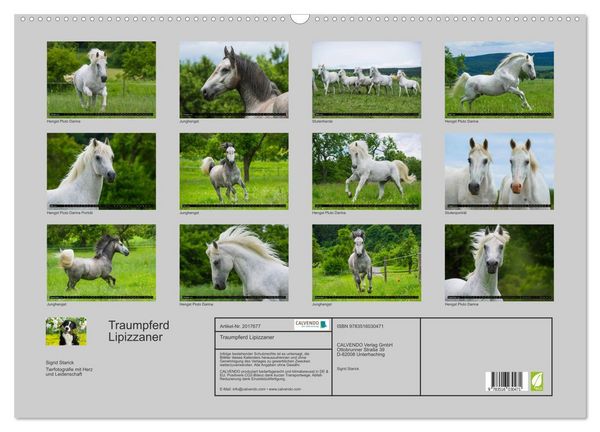 Produktbild: Traumpferd Lipizzaner (Wandkalender 2026 DIN A2 quer), CALVENDO Monatskalender