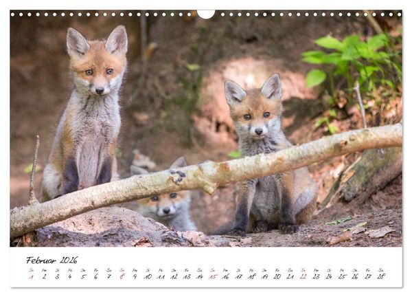 Produktbild: Fuchs entdeckt - im Naturparadies der Mecklenburgischen Seenplatte (Wandkalender 2026 DIN A3 quer), CALVENDO Monatskalender