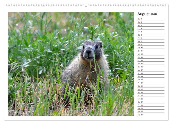 Produktbild: Murmeltiere in Nordamerika (Wandkalender 2026 DIN A2 quer), CALVENDO Monatskalender
