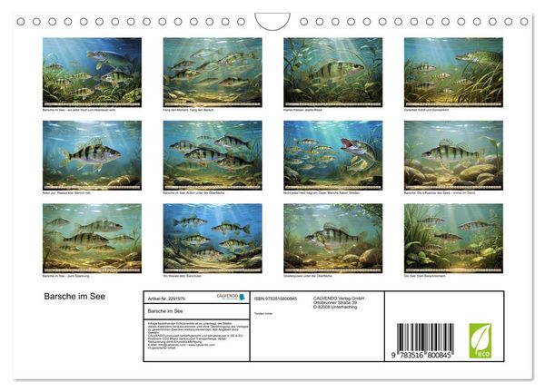 Produktbild: Barsche im See (Wandkalender 2027 DIN A4 quer), CALVENDO Monatskalender