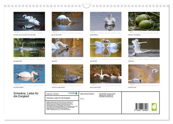 Produktbild: Schw&auml;ne, Liebe f&uuml;r die Ewigkeit (Wandkalender 2026 DIN A3 quer), CALVENDO Monatskalender