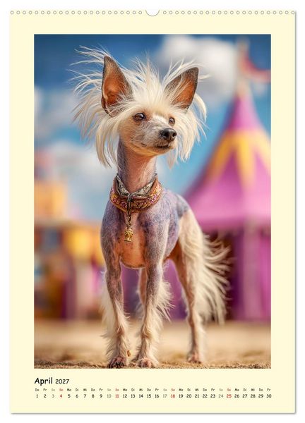 Produktbild: Charme und Grazie. Die Anmut der Chinesischen Schopfhunde (hochwertiger Premium Wandkalender 2027 DIN A2 hoch), Kunstdruck in Hochglanz