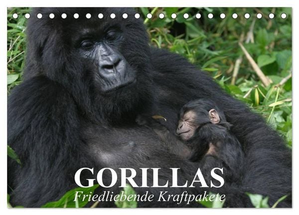 Produktbild: Gorillas. Friedliebende Kraftpakete (Tischkalender 2026 DIN A5 quer), CALVENDO Monatskalender