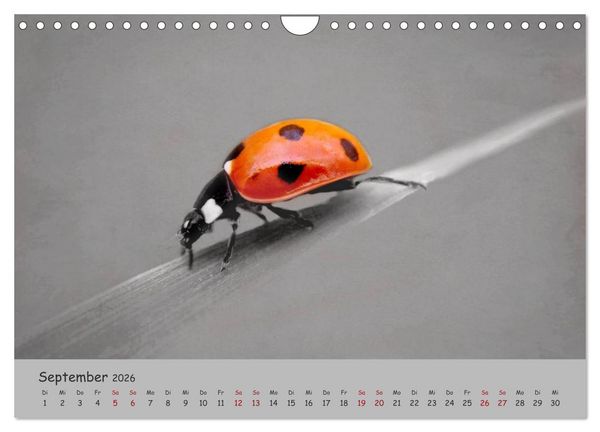 Produktbild: Gl&uuml;cksk&auml;fer (Wandkalender 2026 DIN A4 quer), CALVENDO Monatskalender