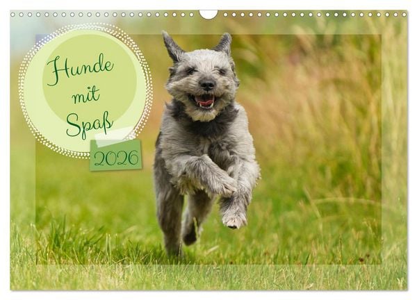 Hunde mit Spaß (Wandkalender 2026 DIN A3 quer), CALVENDO Monatskalender