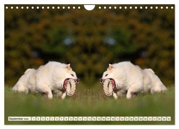 Produktbild: Mit doppelter Power durch das Jahr (Wandkalender 2026 DIN A4 quer), CALVENDO Monatskalender