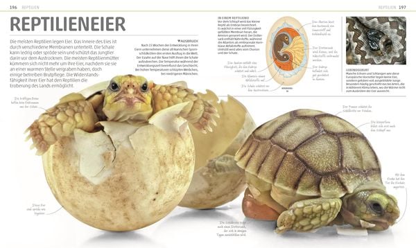 Produktbild: Mega-Wissen. Natur