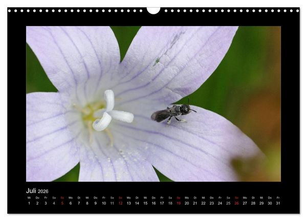 Produktbild: Die Wildbienen Deutschlands (Wandkalender 2026 DIN A3 quer), CALVENDO Monatskalender