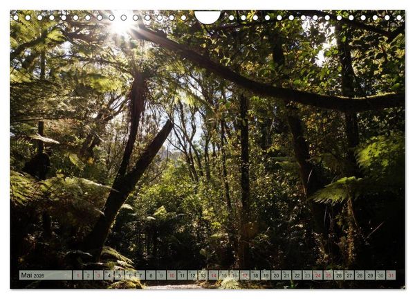 Produktbild: Prim&auml;rwald - Neuseeland (Wandkalender 2026 DIN A4 quer), CALVENDO Monatskalender