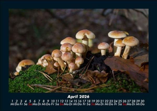 Produktbild: Pilzkalender 2026 Fotokalender DIN A5