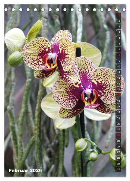 Produktbild: Freude an Orchideen (Tischkalender 2026 DIN A5 hoch), CALVENDO Monatskalender