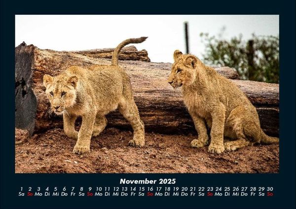 Produktbild: Welt der Tiere 2025 Fotokalender DIN A4