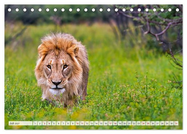 Produktbild: Afrikas Tierwelt - L&ouml;wen (Tischkalender 2027 DIN A5 quer), CALVENDO Monatskalender
