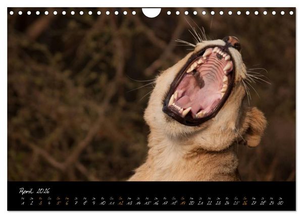 Produktbild: Wilde L&ouml;wen (Wandkalender 2026 DIN A4 quer), CALVENDO Monatskalender
