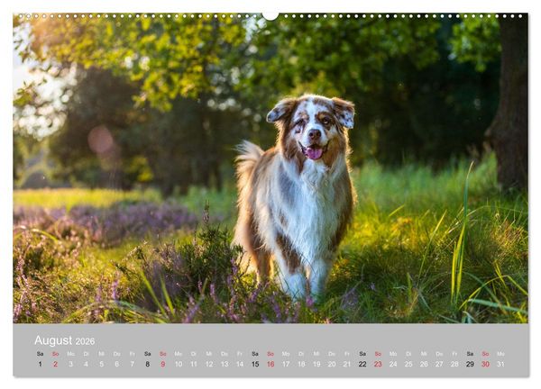 Produktbild: Australian Shepherd 2026 (Wandkalender 2026 DIN A2 quer), CALVENDO Monatskalender