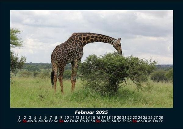 Produktbild: Giraffen 2025 Fotokalender DIN A5