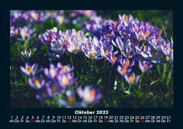 Produktbild: Blumenzauber 2025 Fotokalender DIN A5