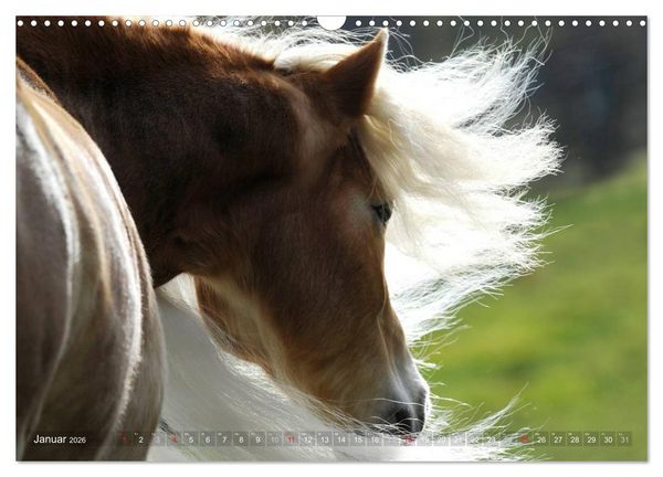 Produktbild: Haflinger Sch&ouml;nheiten (Wandkalender 2026 DIN A3 quer), CALVENDO Monatskalender