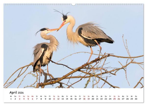 Produktbild: Die Graureiher vom Ahnepark (Wandkalender 2026 DIN A2 quer), CALVENDO Monatskalender