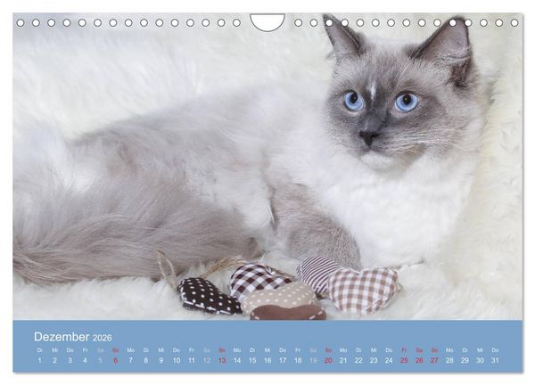 Produktbild: Engel auf 4 Pfoten - Ragdolls 2026 (Wandkalender 2026 DIN A4 quer), CALVENDO Monatskalender
