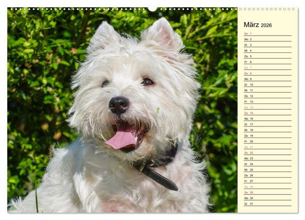 Produktbild: Kobold auf 4 Pfoten - West Highland White Terrier (hochwertiger Premium Wandkalender 2026 DIN A2 quer), Kunstdruck in Hochglanz