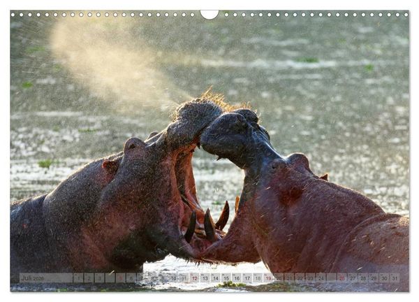 Produktbild: Flusspferde Magie des Augenblicks - Hippos in Afrika (Wandkalender 2026 DIN A3 quer), CALVENDO Monatskalender