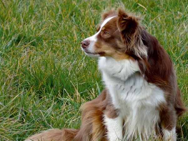 Produktbild: CALVENDO Puzzle Miniatur Australian Shepherd | 1000 Teile Lege-Gr&ouml;&szlig;e 64x48cm Foto-Puzzle f&uuml;r gl&uuml;ckliche Stunden