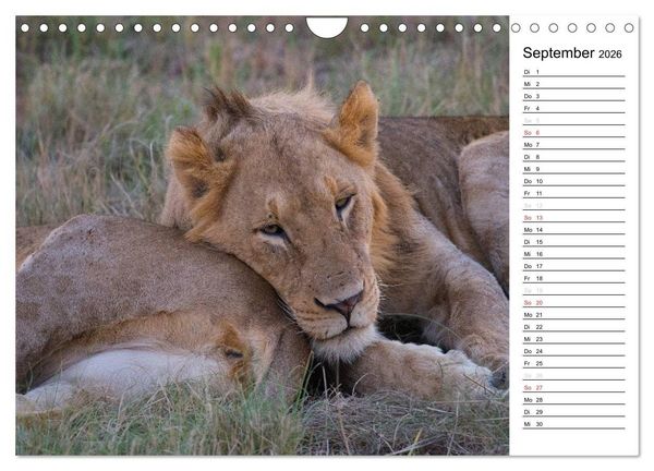 Produktbild: S&uuml;dafrika - Big 5 und mehr (Wandkalender 2026 DIN A4 quer), CALVENDO Monatskalender