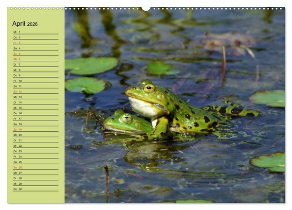 Produktbild: Frosch m&uuml;sste man sein! (hochwertiger Premium Wandkalender 2026 DIN A2 quer), Kunstdruck in Hochglanz