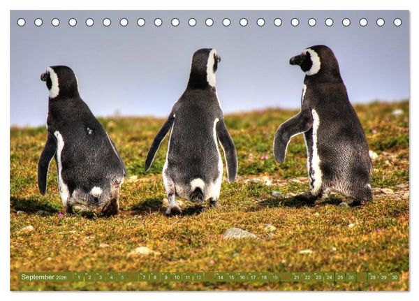 Produktbild: Wildes Patagonien - Abenteuer am Ende der Welt (Tischkalender 2026 DIN A5 quer), CALVENDO Monatskalender