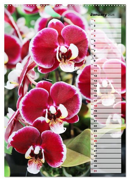Produktbild: Orchids - Infinite Variety (Wall Calendar 2026 DIN A2 portrait), CALVENDO 12 Month Wall Calendar