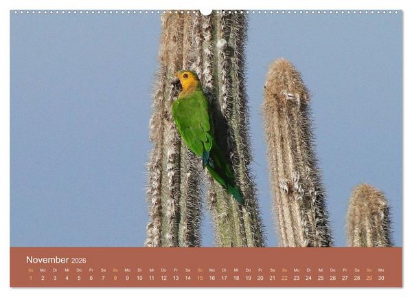 Produktbild: ABC: Aruba - Bonaire - Cura&ccedil;ao (Wandkalender 2026 DIN A2 quer), CALVENDO Monatskalender
