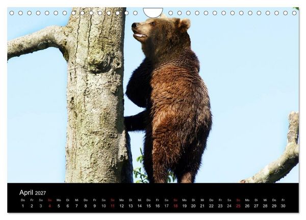 Produktbild: B&auml;ren im Nationalpark Bayerischer Wald (Wandkalender 2027 DIN A4 quer), CALVENDO Monatskalender