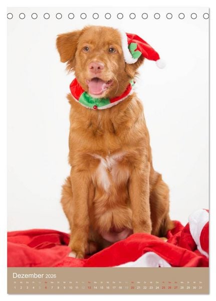 Produktbild: Hundekinder (Tischkalender 2026 DIN A5 hoch), CALVENDO Monatskalender